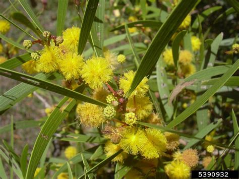 acacia confusa philippines|small Philippine acacia .